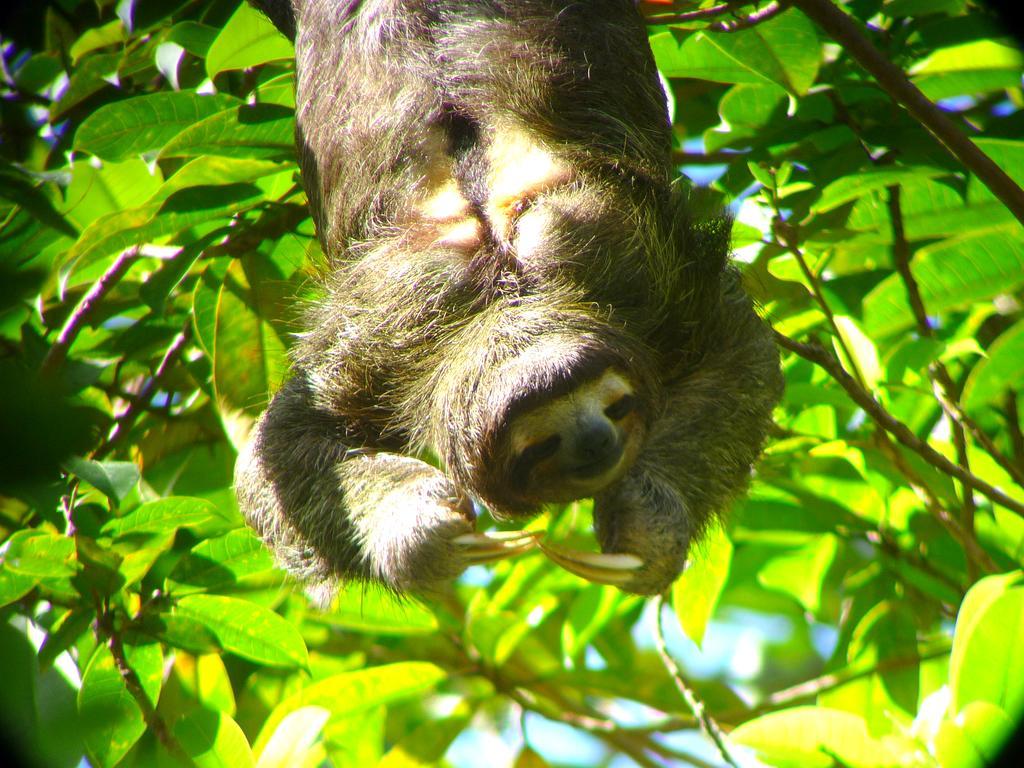 Gamboa Rainforest Reserve 외부 사진